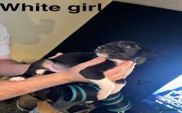 Staffordshire Bull Terrier dogs for sale: Beautiful tri and brindle staffy pups - Image 3