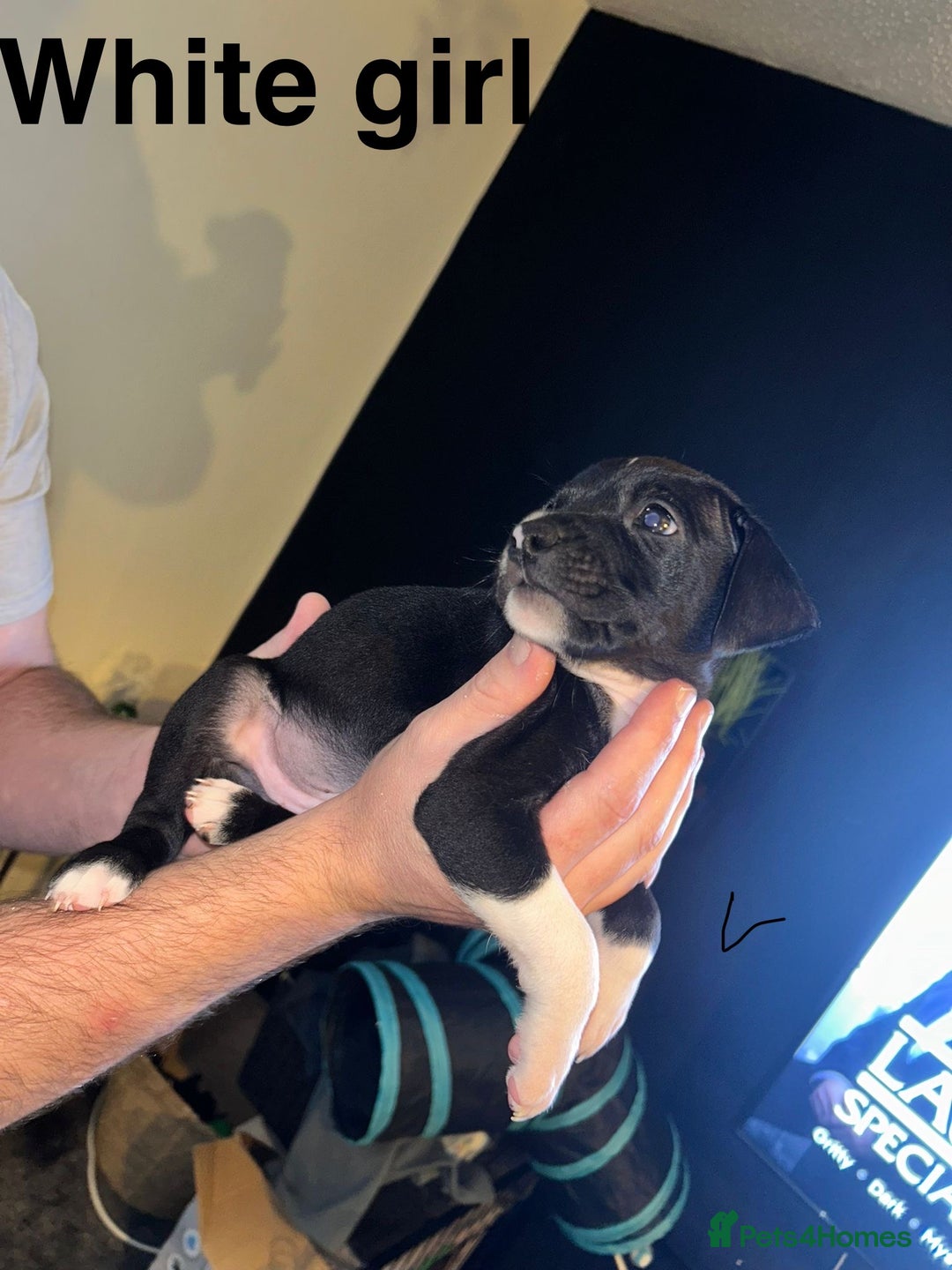 Staffordshire Bull Terrier dogs for sale: Beautiful tri and brindle staffy pups - Image 3