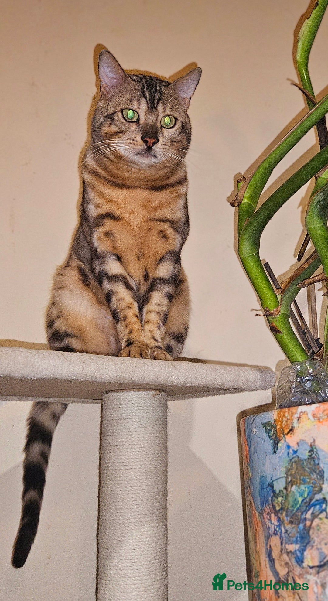 Bengal cats for sale: Bengal kittens  - Advert 22