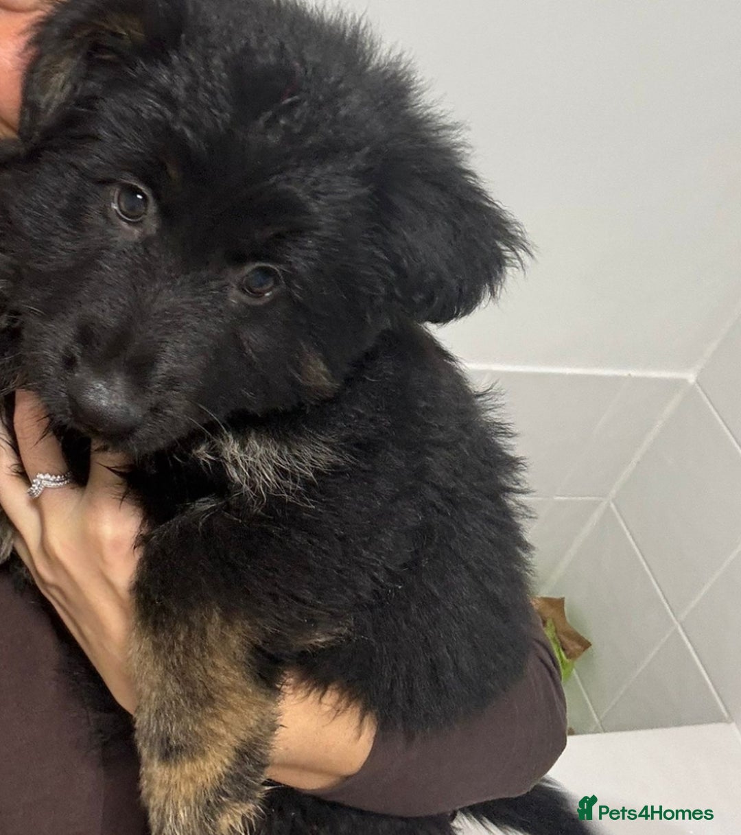 German Shepherd dogs for sale: German Shepherd puppy - Advert 3