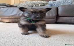 German Shepherd dogs for sale: German shepherd puppies  - Image 8