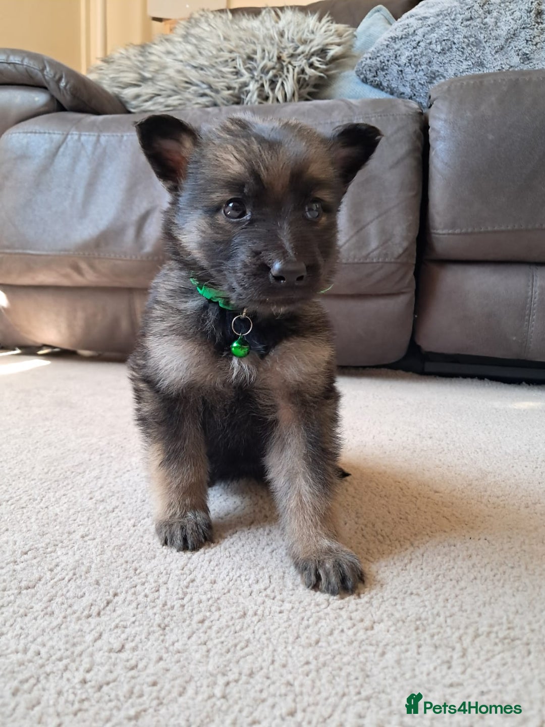 German Shepherd dogs for sale: German shepherd puppies  - Image 8