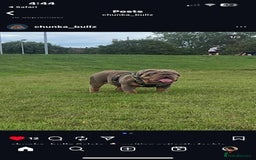 English Bulldog dogs for sale: Beautiful British bulldog pups  - Image 4