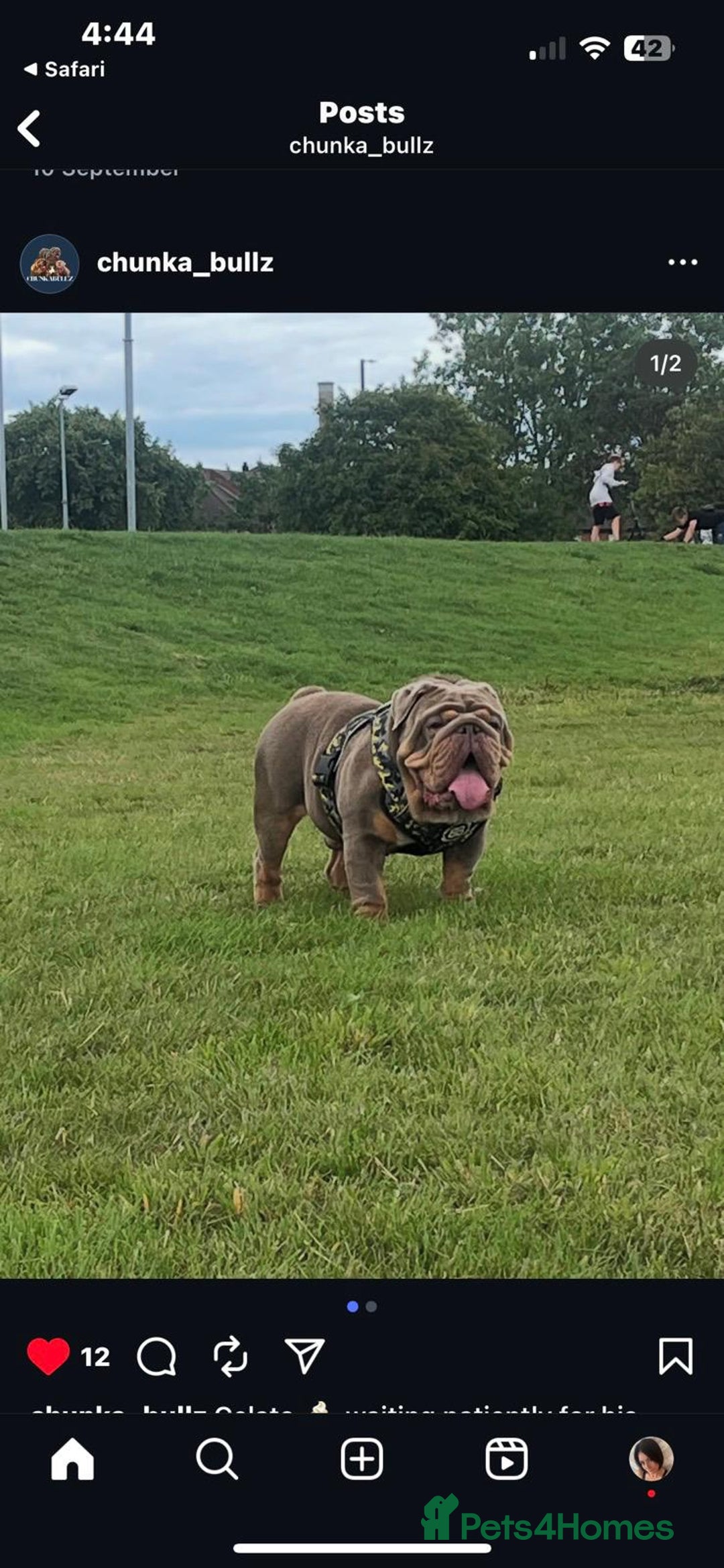 English Bulldog dogs for sale: Beautiful British bulldog pups  - Image 4