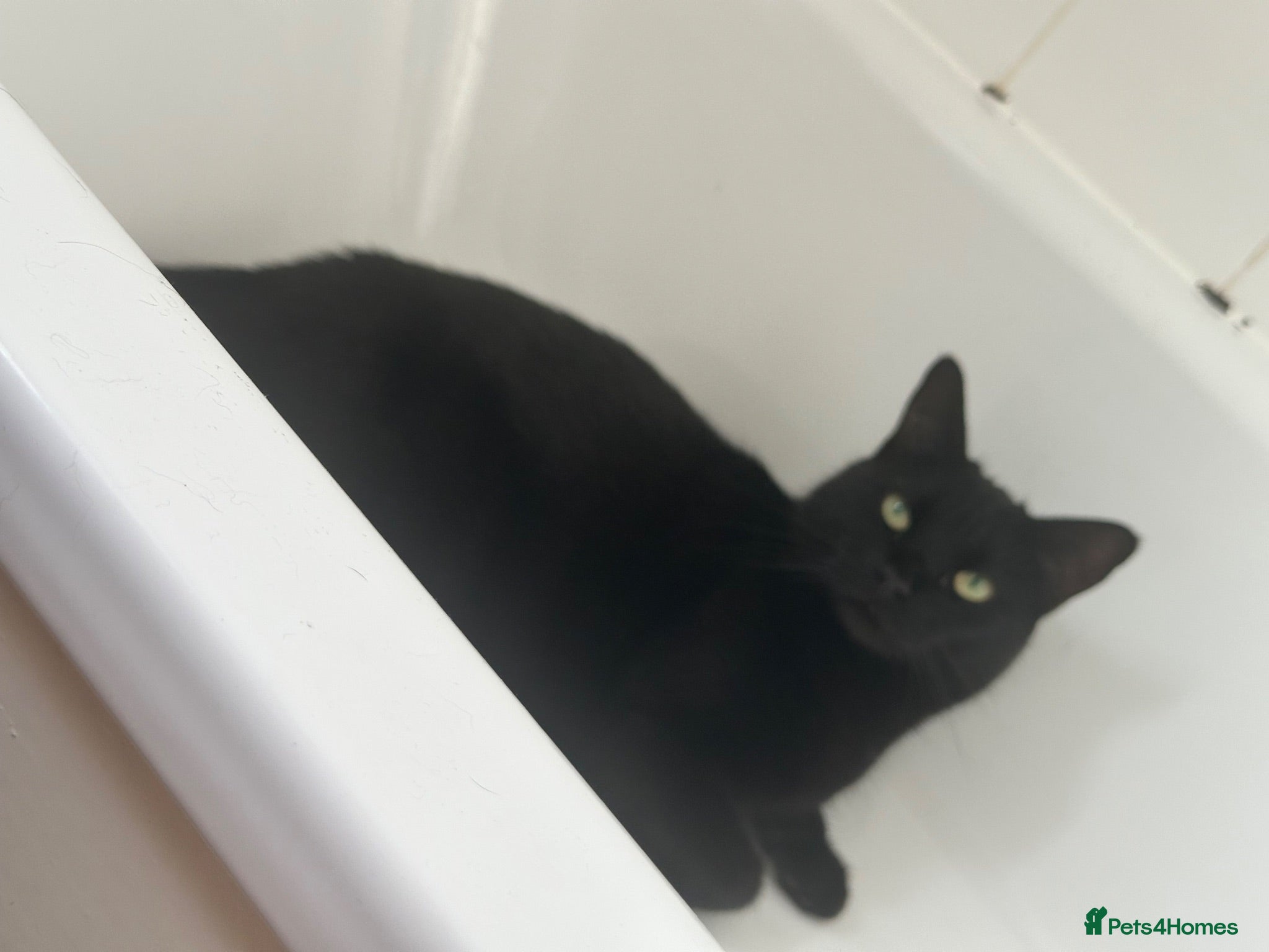 Bombay cats PUMPKIN. Black cat  - Advert 5
