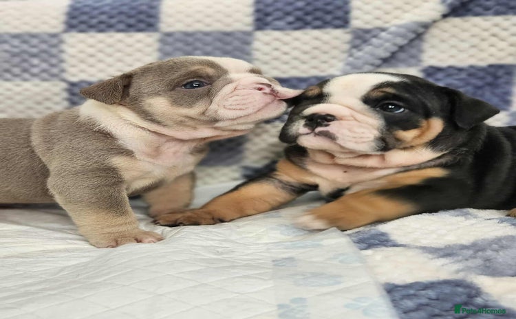 English Bulldog dogs - Advert 1