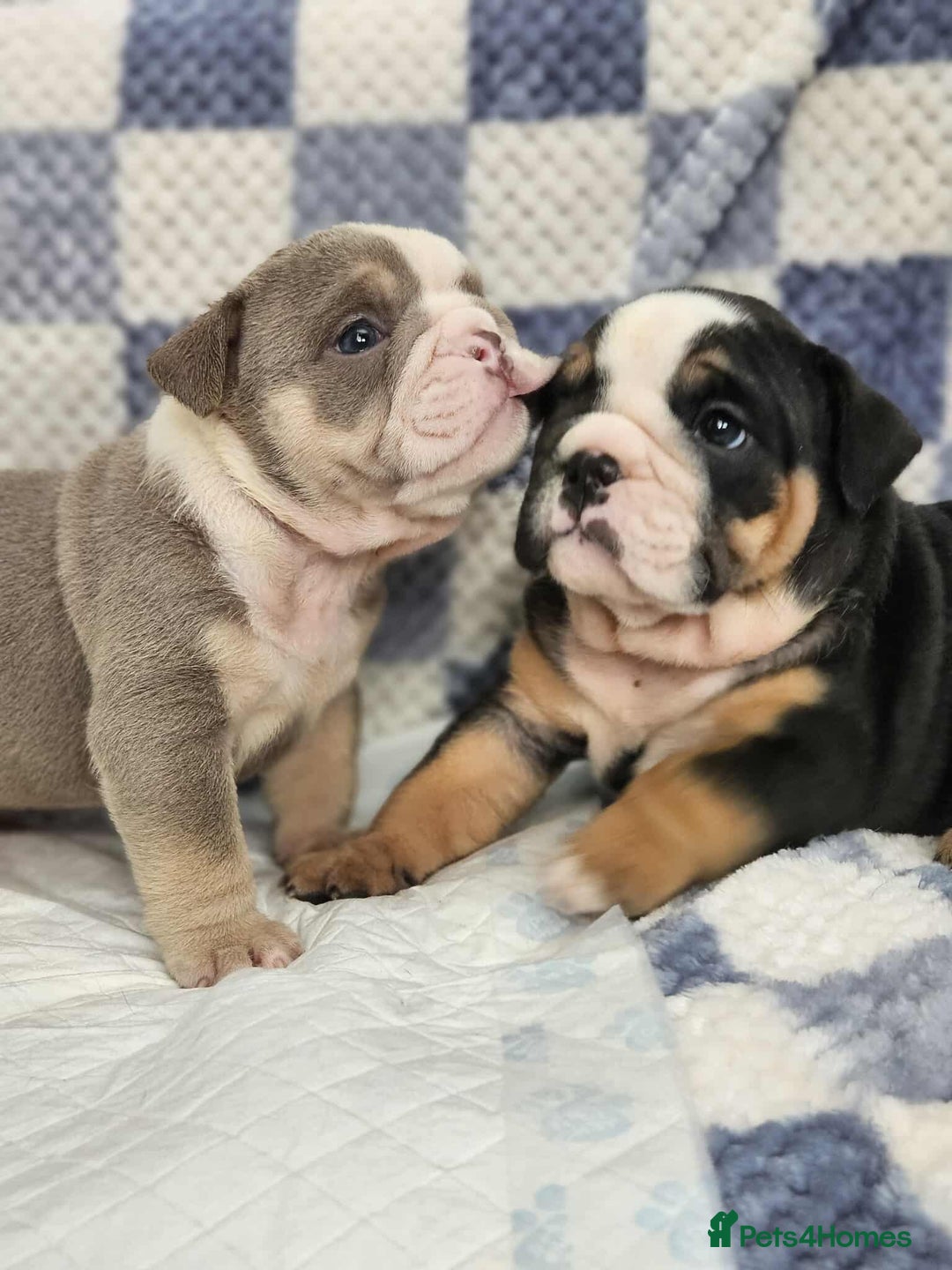 English Bulldog dogs for sale: Kc british bulldog pups💙❤️ - Image 2