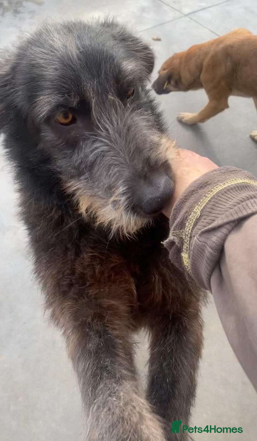 Mixed Breed dogs for adoption: Morag, 8 -9 months. Available for adoption. - Advert 4