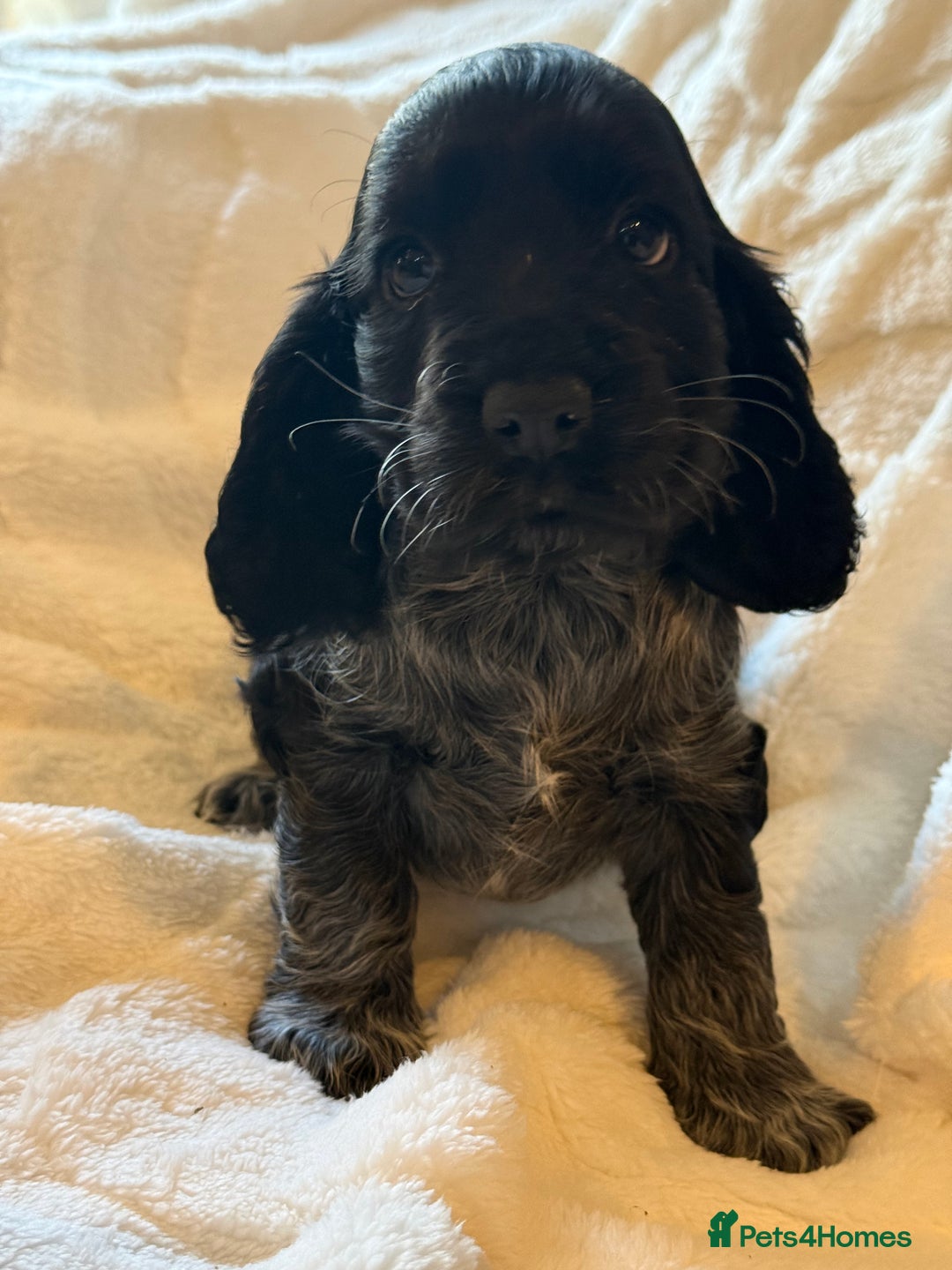 Cocker Spaniel dogs for sale: KC Show Cocker Spaniel Blue Roan Boy ready now   - Advert 2