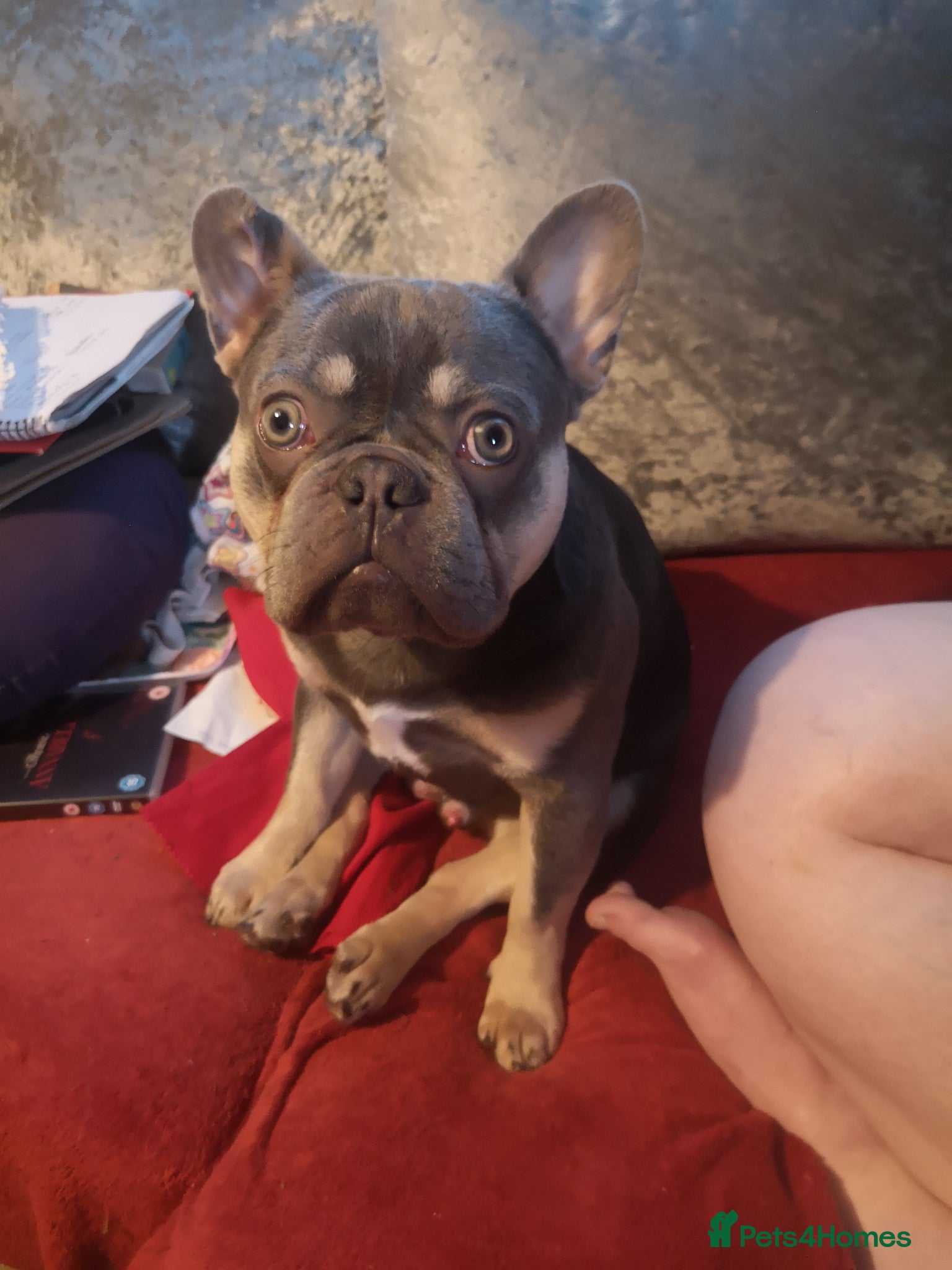 French Bulldog dogs French bulldog rehome - Advert 3