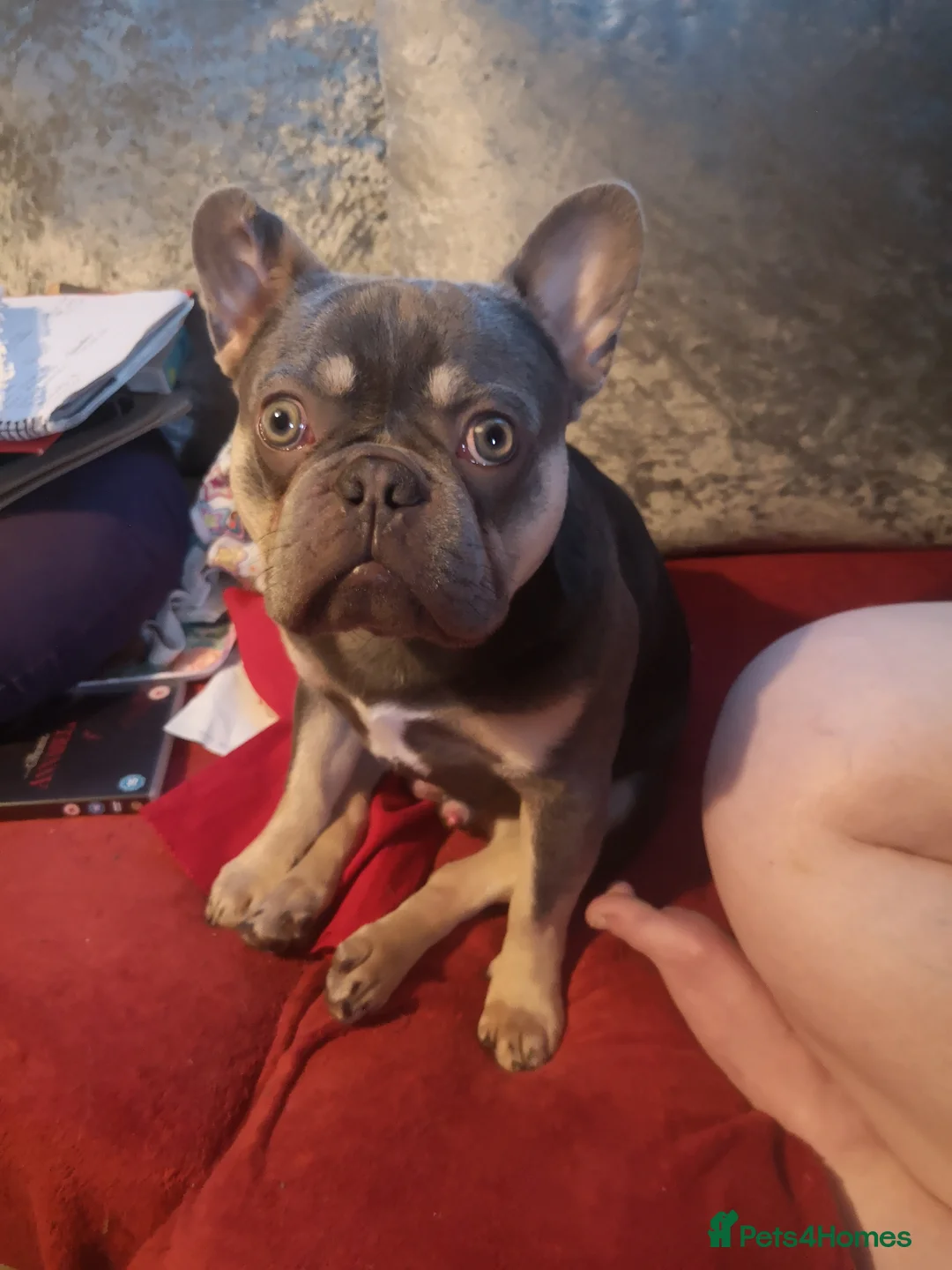 French Bulldog dogs for sale: Blue and tan french bulldog rehome - Advert 1