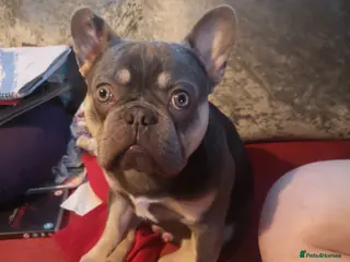 French Bulldog dogs French bulldog rehome - Advert 1
