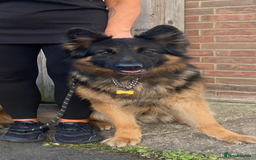 German Shepherd dogs for sale: KC/PEDIGREE GERMAN SHEPHERDS - Image 14