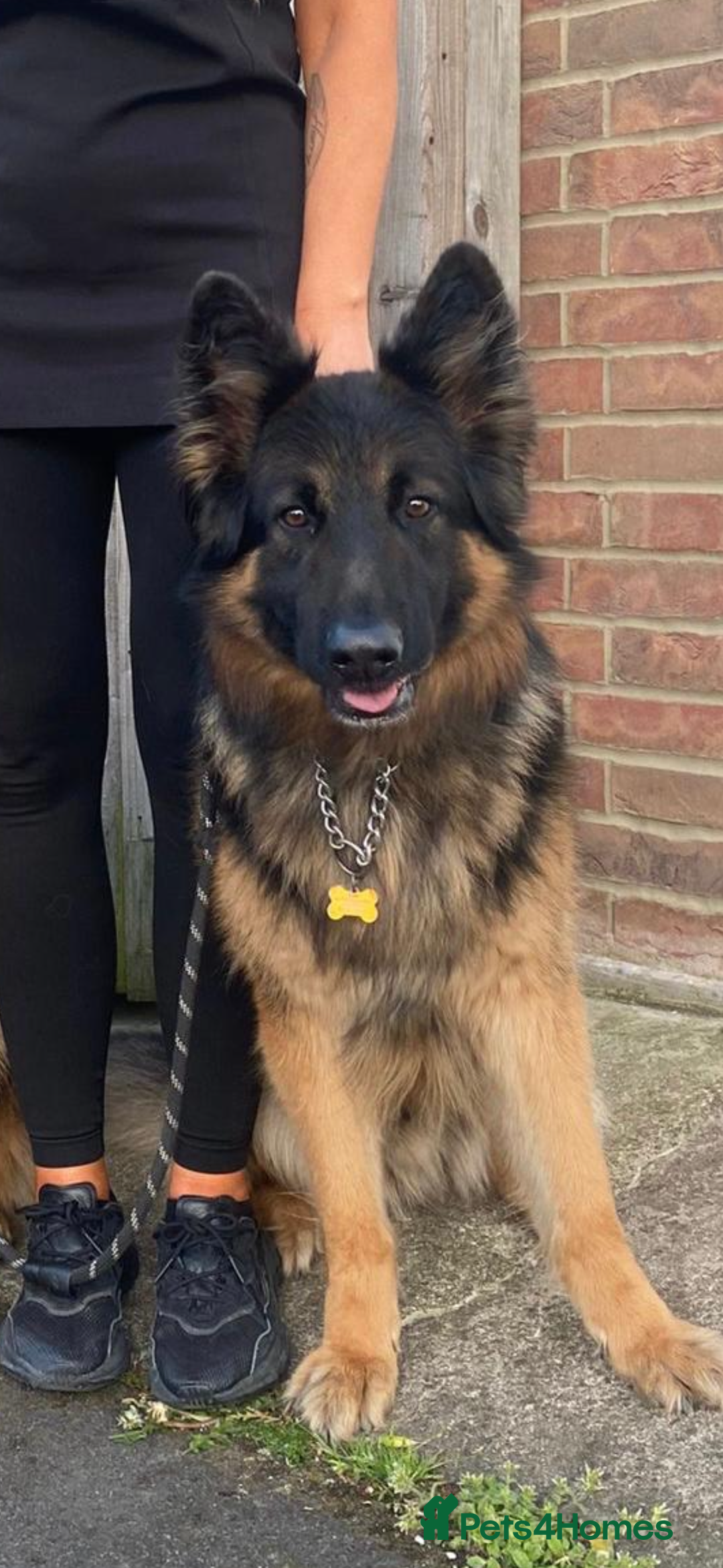 German Shepherd dogs for sale: KC/PEDIGREE GERMAN SHEPHERDS - Image 14
