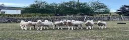 Sheep livestock for sale: Two pet sheep in Cupar - Advert 1