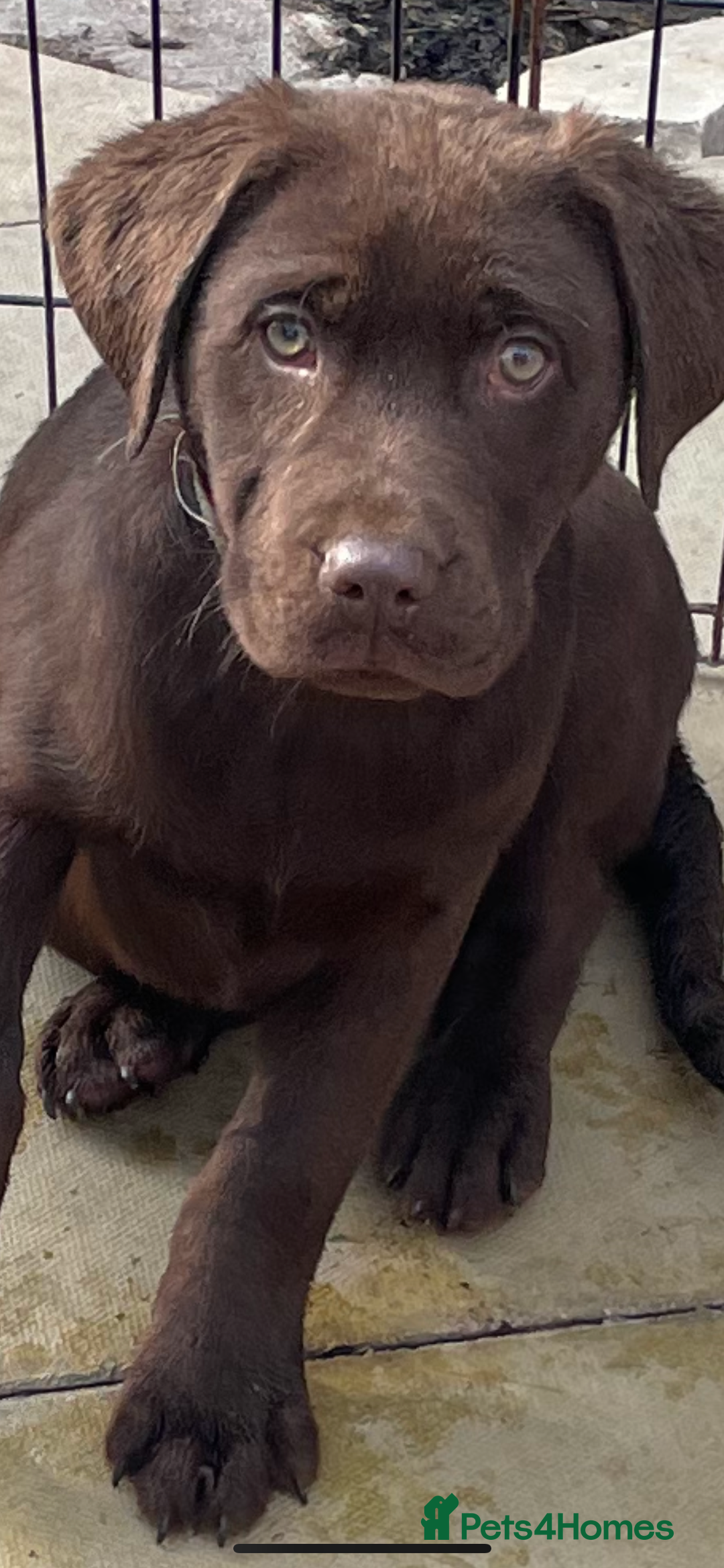 Labrador Retriever dogs for sale: Stunning chocolate lab  - Advert 1