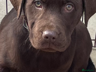 Labrador Retriever dogs Stunning family raised health tested lab - Advert 1