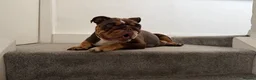 English Bulldog dogs for sale: Stunning English Bulldog Puppies 💖 - Advert 3