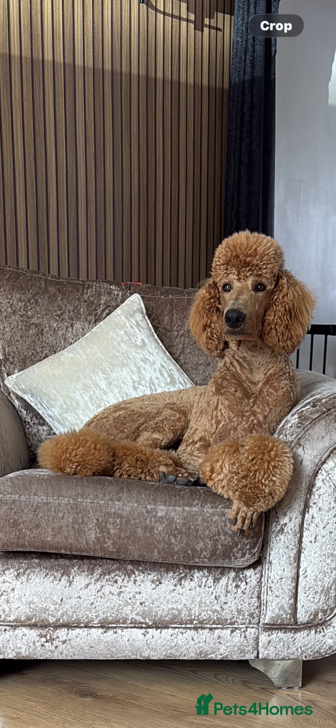 Standard Poodle dogs for sale: Standard poodle  in Birmingham - Advert 2