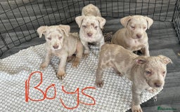 Cane Corso dogs for sale: Cane corso pups  - Image 5