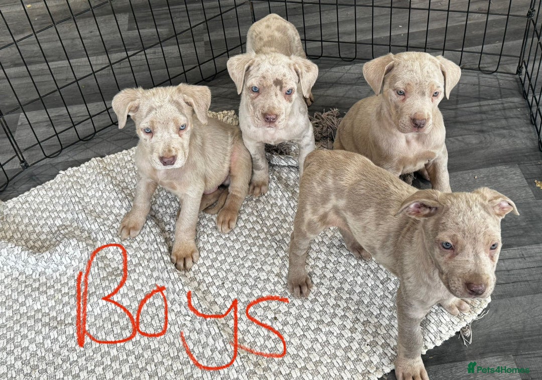 Cane Corso dogs for sale: Cane corso pups  - Image 5