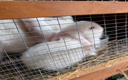 French Lop rabbits for sale: GIANT FRENCH LOPS - Image 2