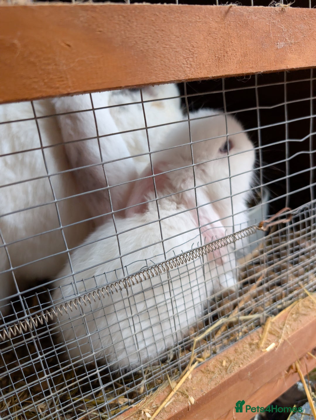 French Lop rabbits for sale: GIANT FRENCH LOPS - Image 2