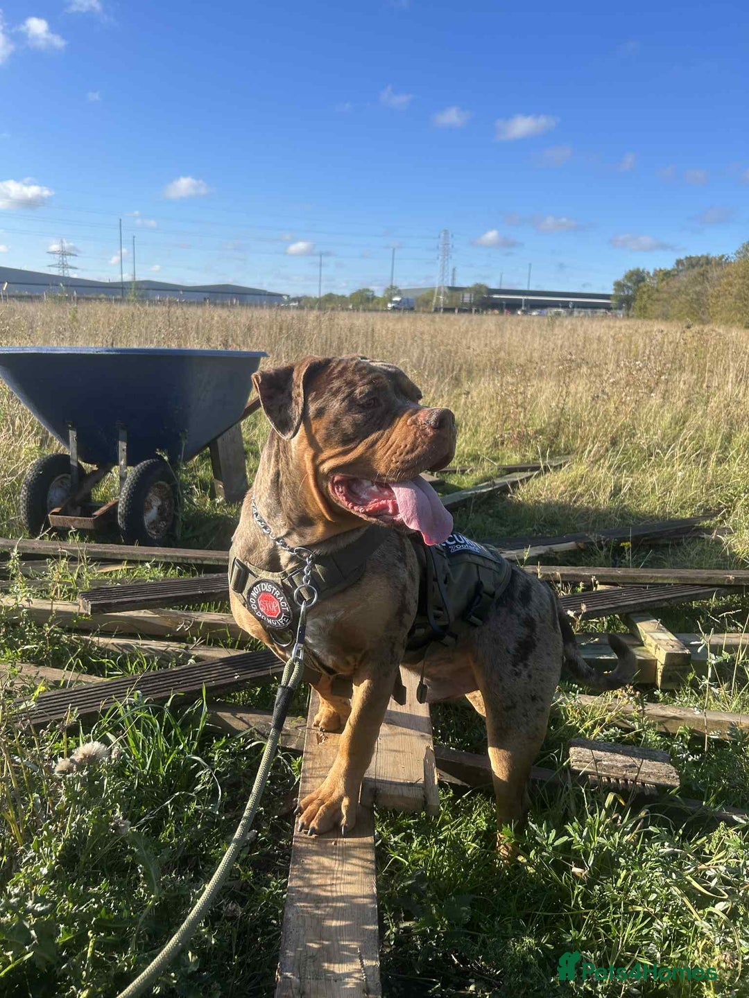 Mixed Breed dogs for sale: Rehome - Advert 2