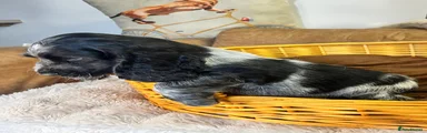 Cocker Spaniel 1