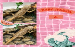 Bearded Dragon reptiles for sale: 🔥🔥🔥 BABY BEARDED DRAGONS 🔥🔥🔥 READY 2 GO 🔥🔥 - Image 9