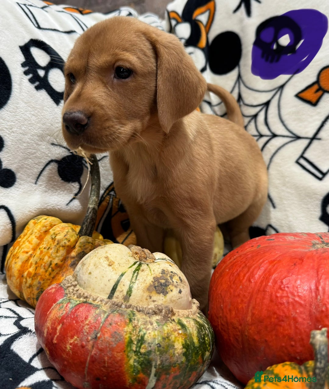 Labrador Retriever dogs for sale: Labrador pups - Image 15