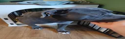 Mixed Breed dogs for sale: Cane corso in Newport - Advert 1