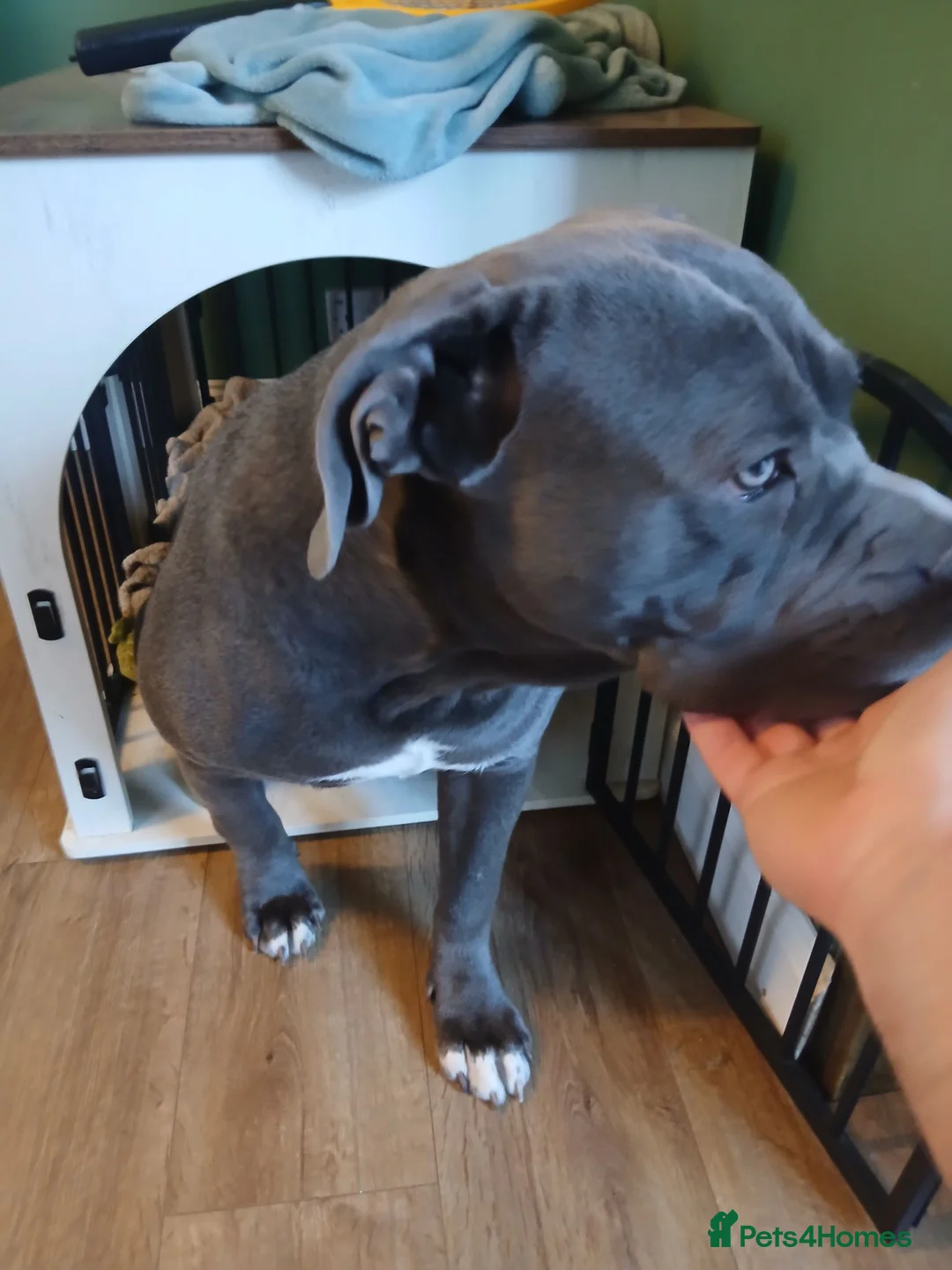 Mixed Breed dogs for sale: Cane corso in Newport - Advert 1