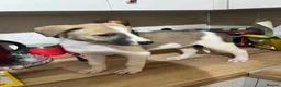 Mixed Breed dogs for sale: Lurcher x Akita  in Leigh - Advert 11