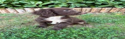 Cocker Spaniel dogs for sale: Cocker spaniel puppies  in Cambridge - Advert 9