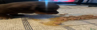 Miniature Dachshund 2