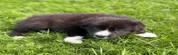 Border Collie dogs for sale: STUNNING BORDER COLLIE PUPS.  - Advert 13