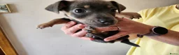 Jack Russell dogs for sale: Blue and sandy Jack Russell puppies - Advert 11