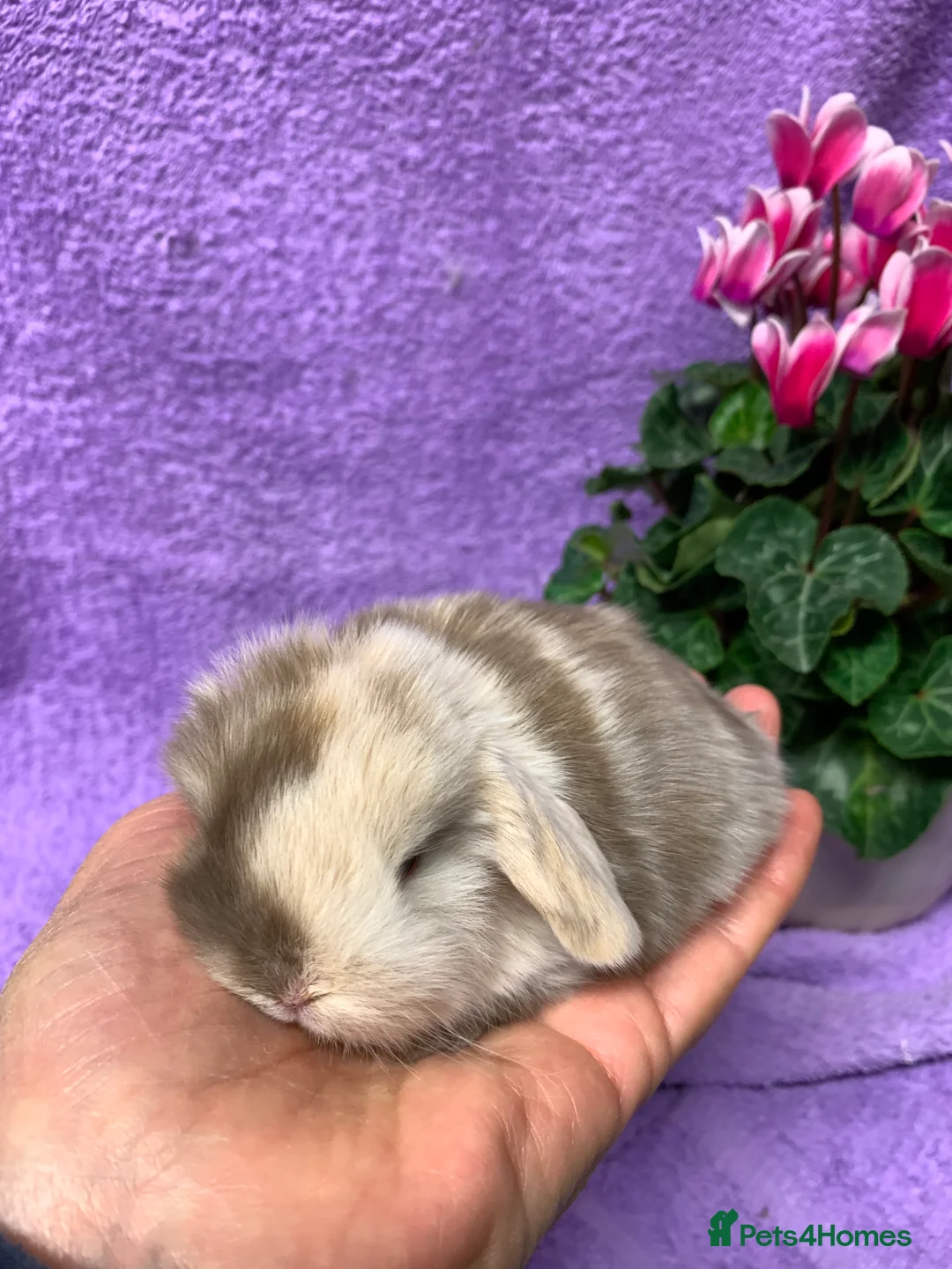Mini Lop rabbits for sale: Gorgeous purebred baby mini lops ready to reserve - Advert 11