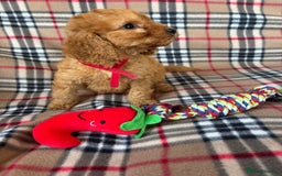 Cockapoo dogs for sale: Fantastic cockerpoos ready for new homes - Image 4