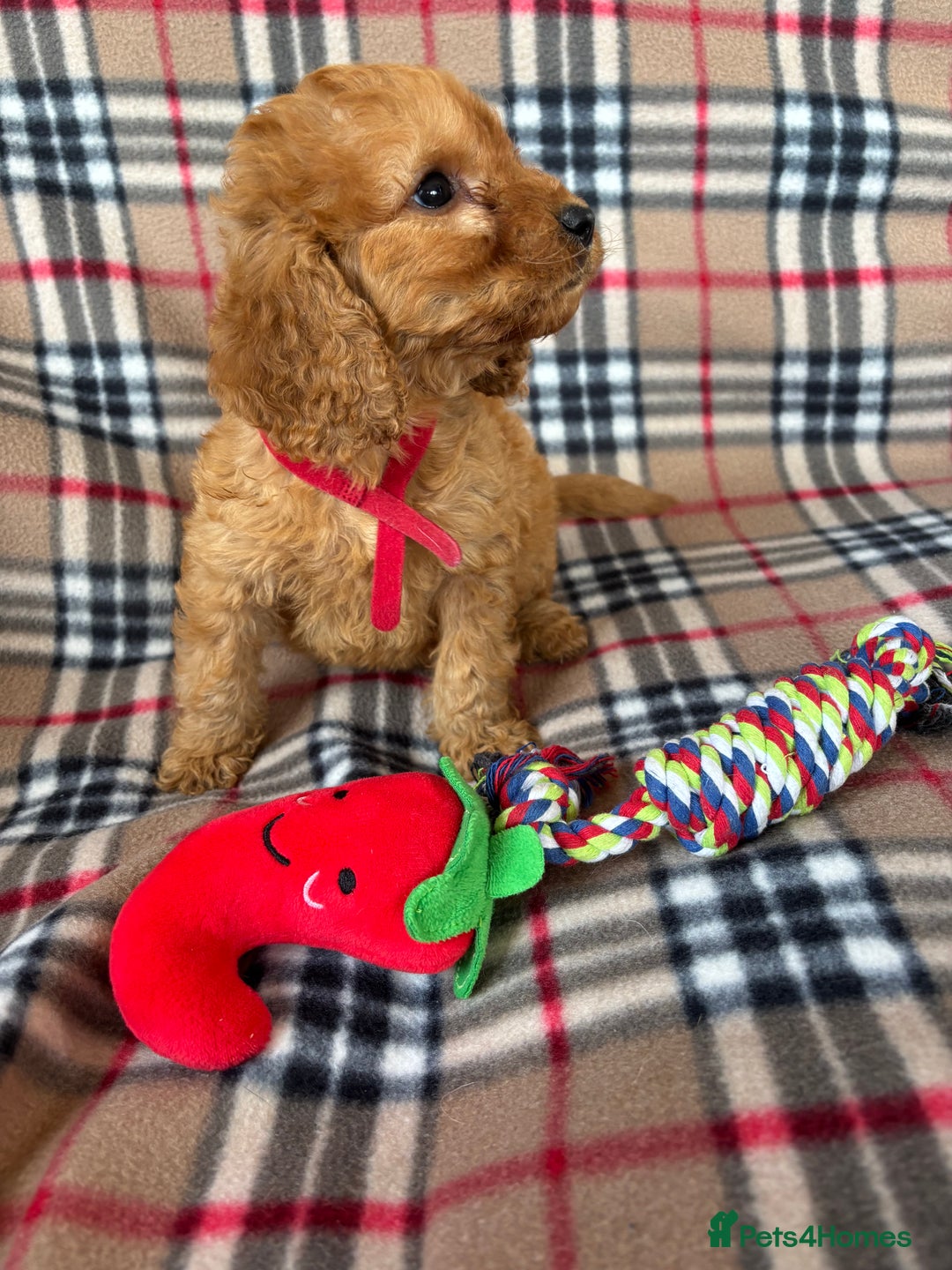 Cockapoo dogs for sale: Fantastic cockerpoos ready for new homes - Image 4