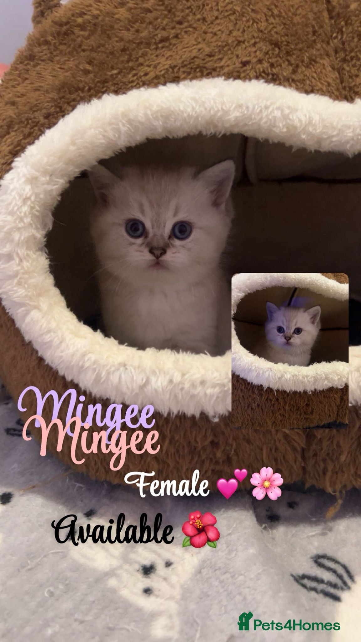 British Shorthair cats 💐sliver British shorthair 💗🌸 - Advert 1