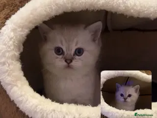 British Shorthair cats 💐sliver British shorthair 💗🌸 - Advert 2