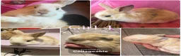 Mini Lop rabbits for sale: Mini lop harlequin rabbits  - Advert 5