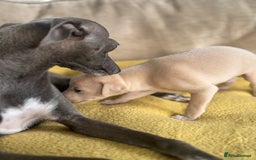 Italian Greyhound dogs for sale: Tiny cream and white Italian Greyhound boys - Image 7