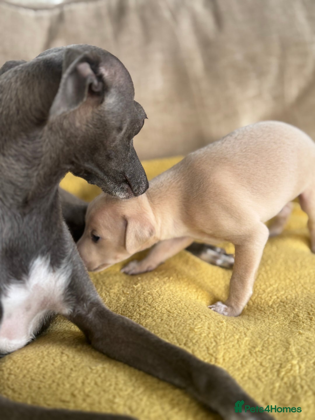 Italian Greyhound dogs for sale: Tiny cream and white Italian Greyhound boys - Image 7