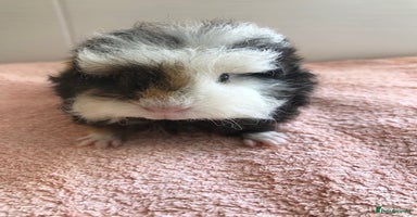 Guinea Pig rodents - Advert 6