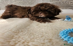 Shih Tzu dogs for sale: SHIH tzu puppies 🐶 outstanding - Image 20