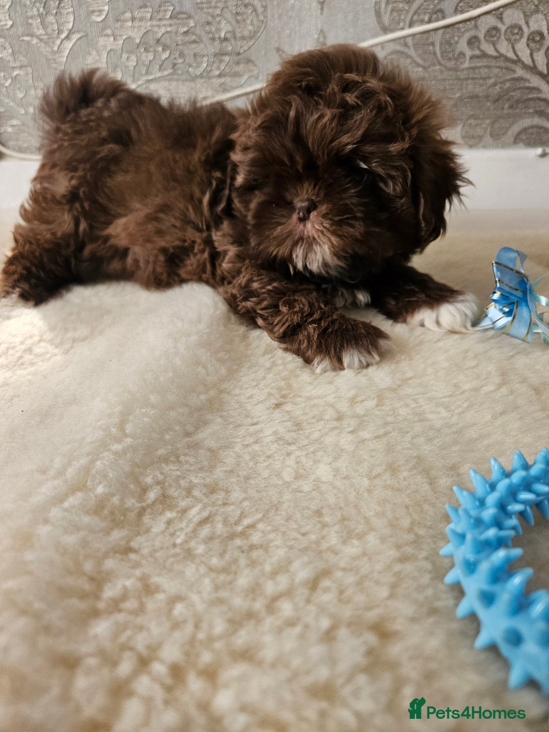 Shih Tzu dogs for sale: SHIH tzu puppies 🐶 outstanding - Image 20