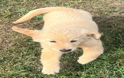Goldendoodle dogs for sale: Healthy happy small golden retriever type puppies - Image 10